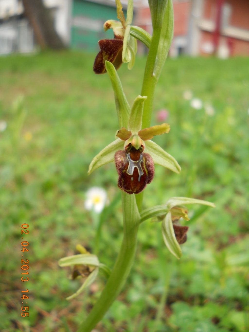 Ophrys ...